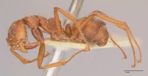 Dolichoderus ferrugineus - FOCOL0787