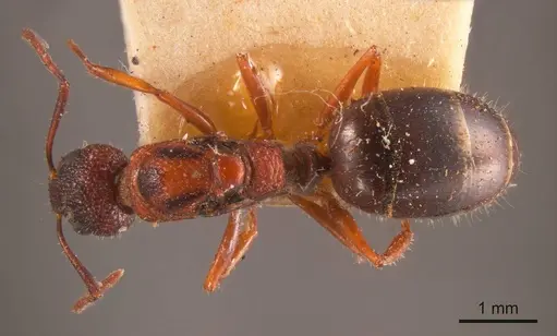 Dolichoderus formosus specimen