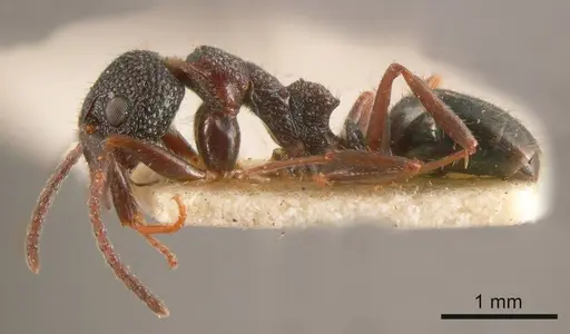 Dolichoderus formosus - ANTWEB1008171