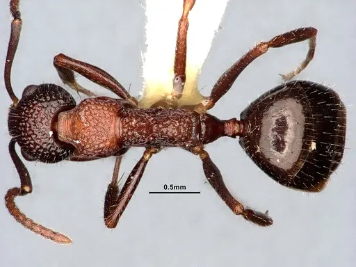 Dolichoderus formosus - CASENT0886104