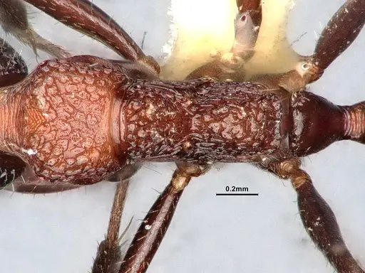 Dolichoderus formosus - CASENT0886104