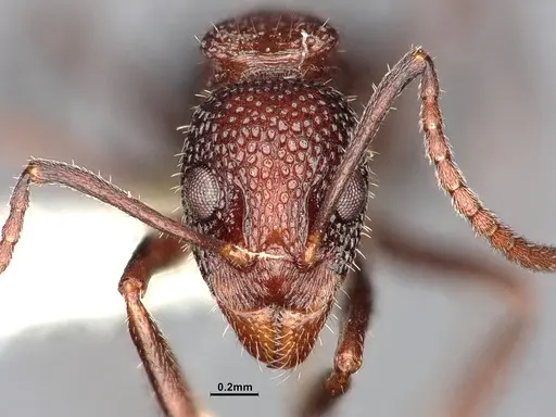 Dolichoderus formosus - CASENT0886104