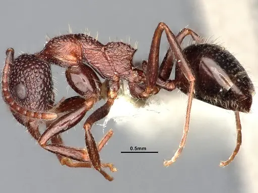 Dolichoderus formosus - CASENT0886104