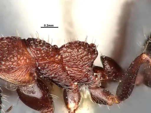 Dolichoderus formosus - CASENT0886104