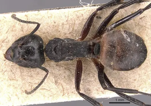 Dolichoderus furcifer specimen