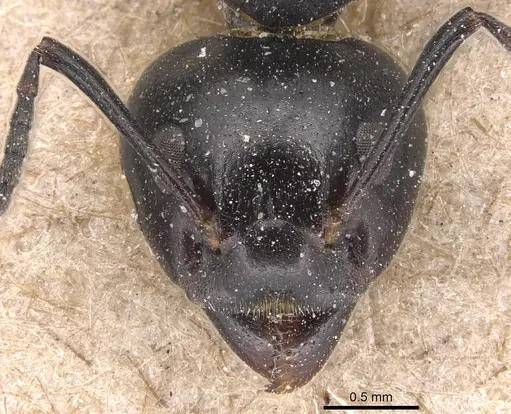 Dolichoderus furcifer specimen