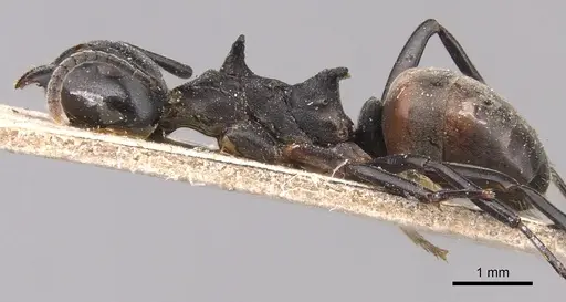 Dolichoderus furcifer specimen