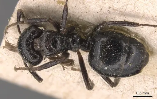 Dolichoderus gagates specimen