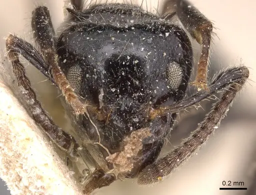 Dolichoderus gagates specimen