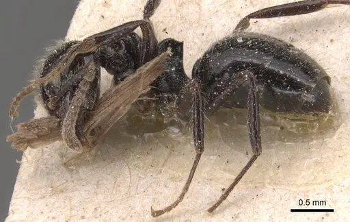 Dolichoderus gagates specimen