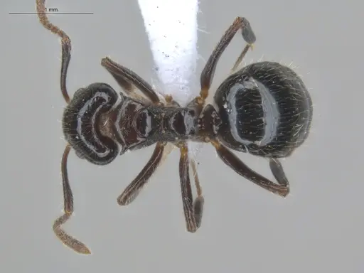 Dolichoderus gagates - ECOFOG-IT14-0449-24