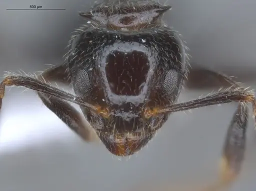 Dolichoderus gagates - ECOFOG-IT14-0449-24