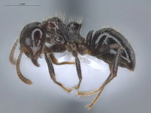 Dolichoderus gagates - ECOFOG-IT14-0449-24