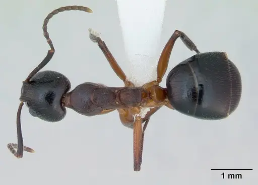 Dolichoderus germaini specimen