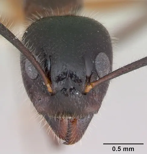 Dolichoderus germaini specimen