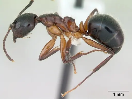 Dolichoderus germaini specimen