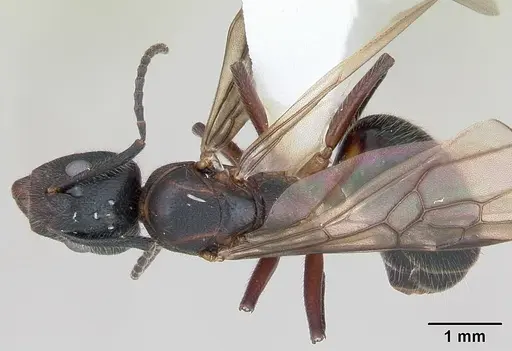 Dolichoderus germaini - CASENT0173837