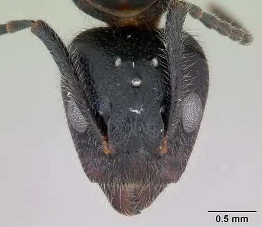 Dolichoderus germaini - CASENT0173837