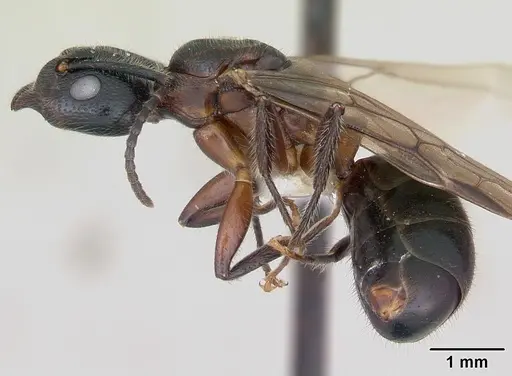 Dolichoderus germaini - CASENT0173837