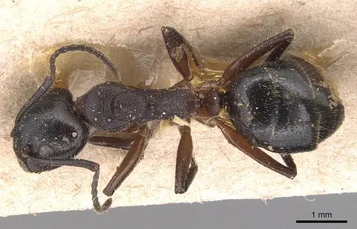 Dolichoderus germaini - CASENT0905028