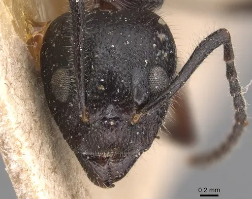 Dolichoderus germaini - CASENT0905028