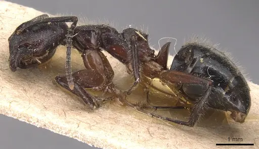 Dolichoderus germaini - CASENT0905028