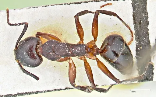 Dolichoderus germaini - FOCOL2784