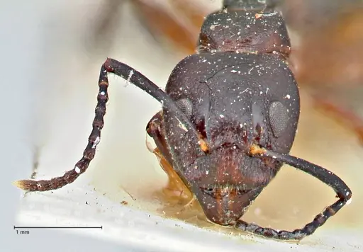 Dolichoderus germaini - FOCOL2784