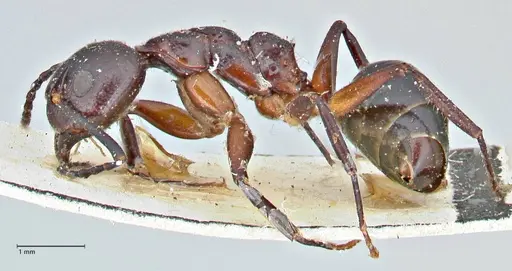 Dolichoderus germaini - FOCOL2784