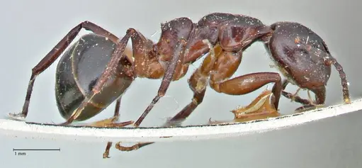 Dolichoderus germaini - FOCOL2784