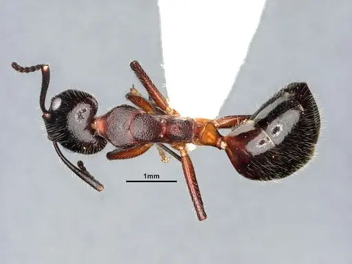 Dolichoderus germaini - MHNGENTO0248801