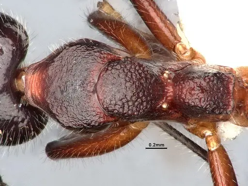 Dolichoderus germaini - MHNGENTO0248801