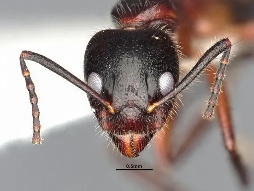 Dolichoderus germaini - MHNGENTO0248801