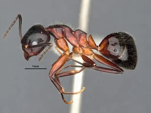 Dolichoderus germaini - MHNGENTO0248801