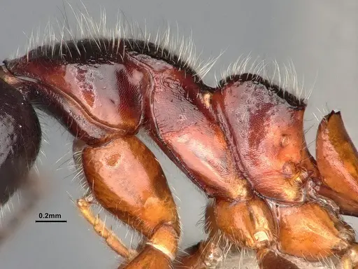 Dolichoderus germaini - MHNGENTO0248801