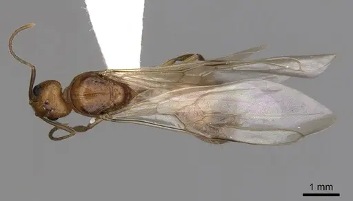 Dolichoderus ghilianii specimen