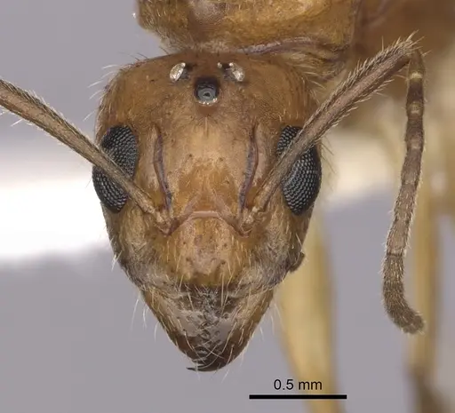 Dolichoderus ghilianii specimen