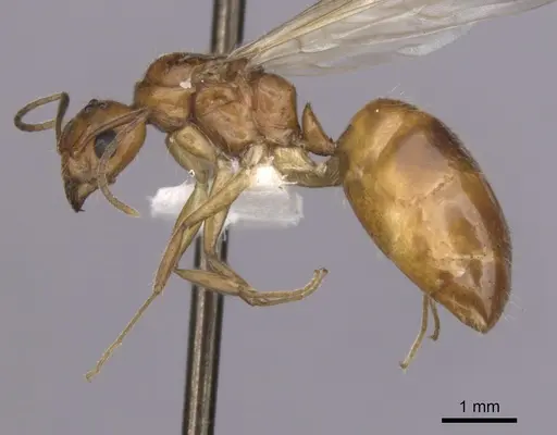 Dolichoderus ghilianii specimen