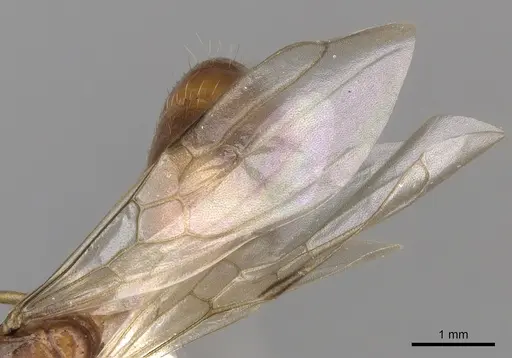 Dolichoderus ghilianii - CASENT0249646