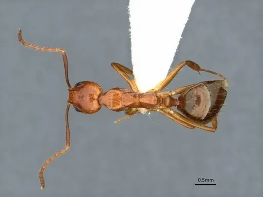 Dolichoderus ghilianii - CASENT0886015