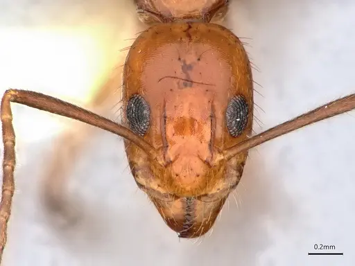 Dolichoderus ghilianii - CASENT0886015