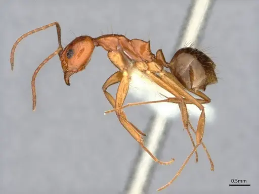 Dolichoderus ghilianii - CASENT0886015