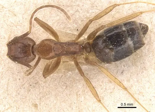 Dolichoderus ghilianii - CASENT0905031