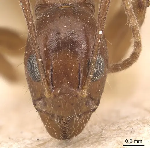 Dolichoderus ghilianii - CASENT0905031