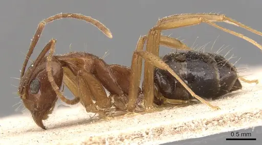 Dolichoderus ghilianii - CASENT0905031