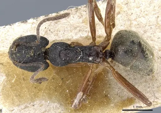 Dolichoderus gibbifer specimen