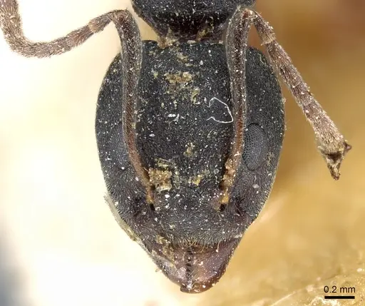 Dolichoderus gibbifer specimen