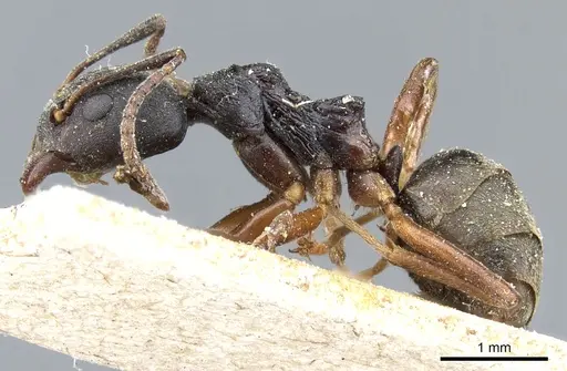 Dolichoderus gibbifer specimen