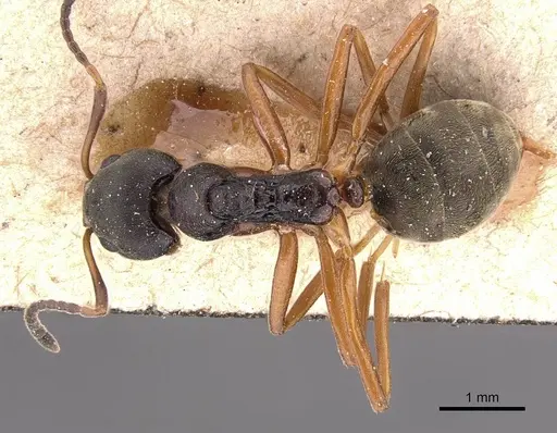 Dolichoderus gibbifer - CASENT0905787