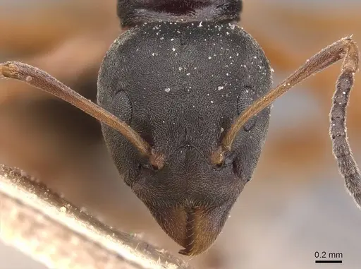 Dolichoderus gibbifer - CASENT0905787